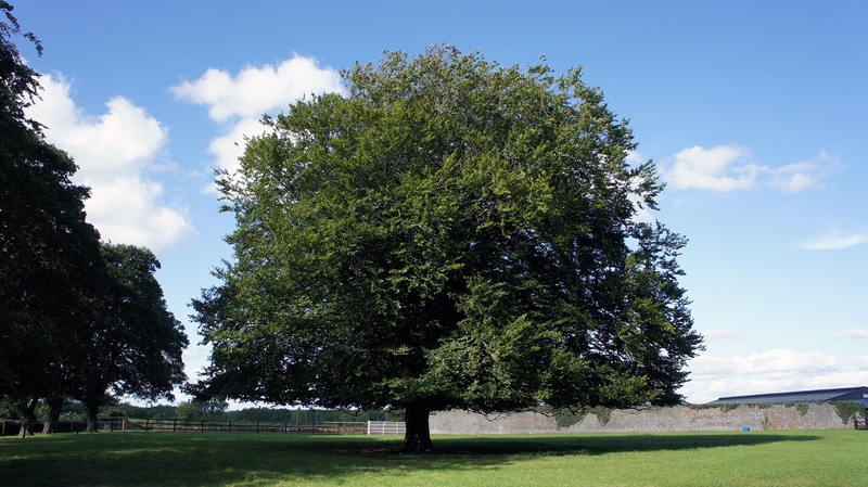 住宿加早餐  Bansha House