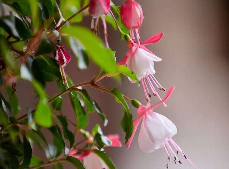 酒店 Lijiang Nali.nali Garden Inn