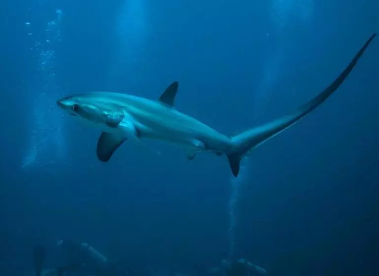 Hotelli Malapascua Exotic Island Dive Resort