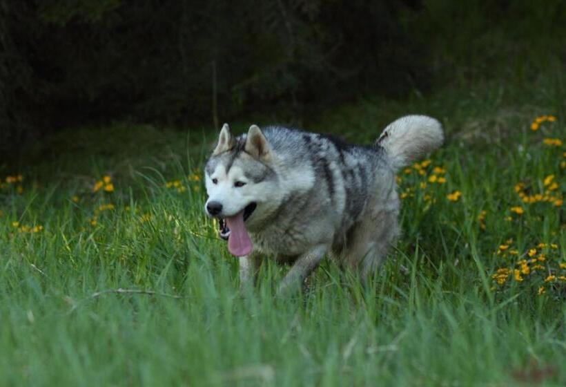 فندق Villa Victoria Penzion