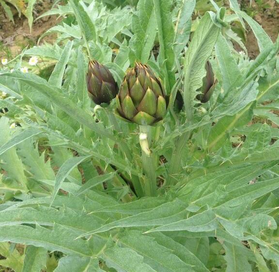 Hotel Agriturismo Il Paradiso