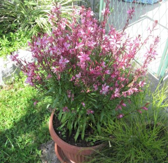 هتل Apartments City Center