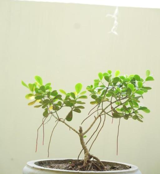 فندق Surf Lavender