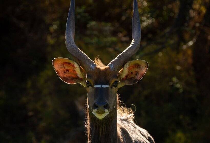 בית מלון כפרי Wildehondekloof Game Lodge