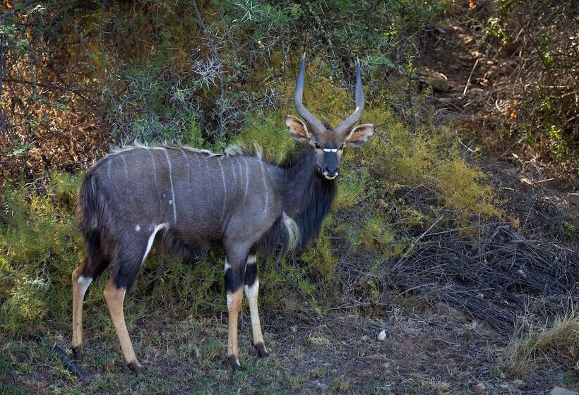 בית מלון כפרי Wildehondekloof Game Lodge