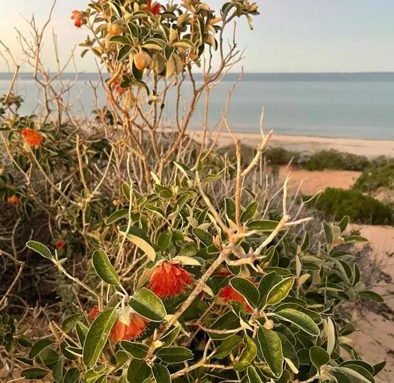 ホテル Shark Bay Seafront Apartments