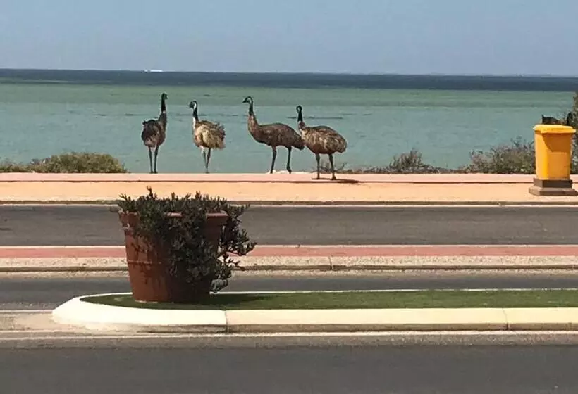 ホテル Shark Bay Seafront Apartments