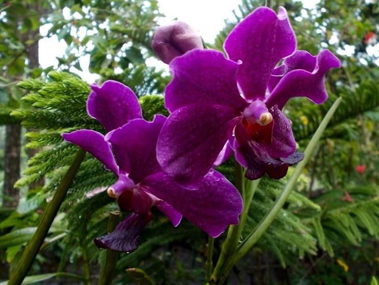 Отель Camiguin Island Golden Sunset Beach Club