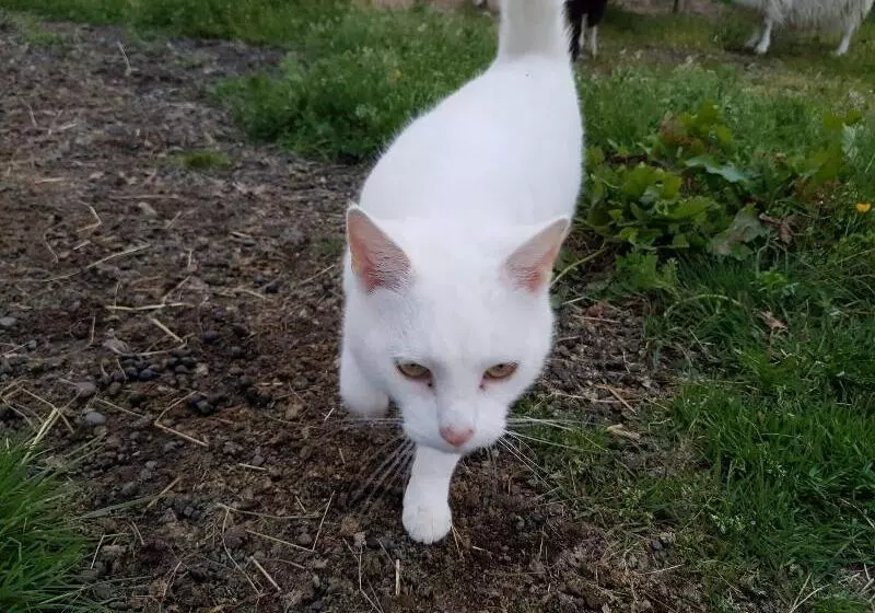 هتل Skalatjorn Guesthouse