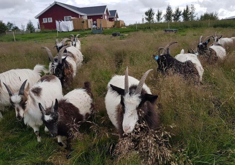 فندق Skalatjorn Guesthouse