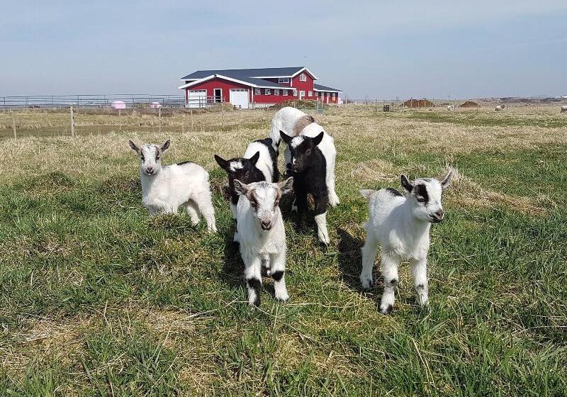 فندق Skalatjorn Guesthouse