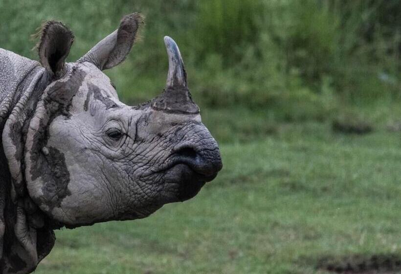 هتل Safari Wildlife Lodge & Camp