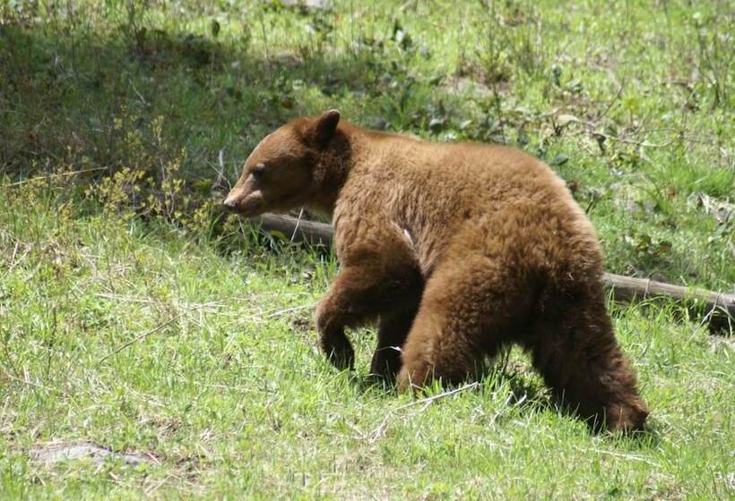 تختخواب و صبحانه Gallagher S Irish Rose