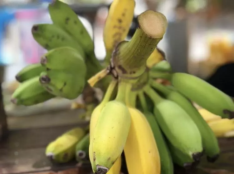 پانسیون Ocean Vibes Guesthouse