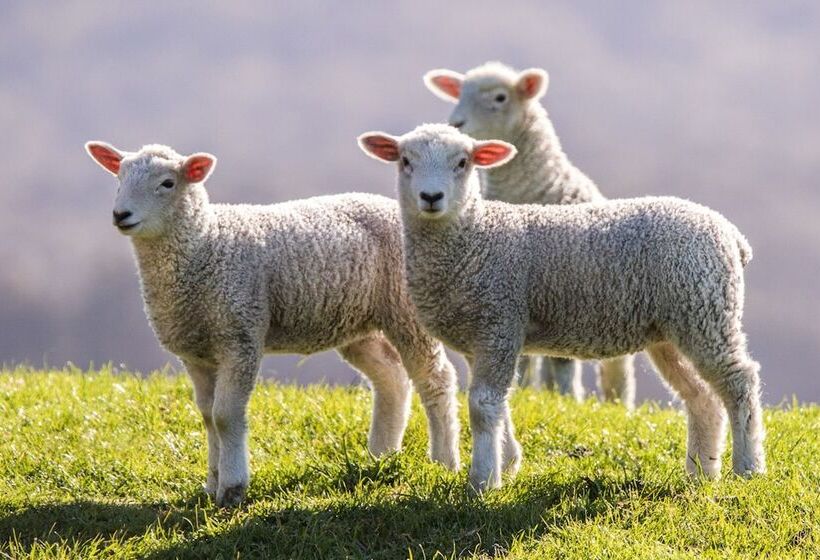 צימר Cabot Lodge