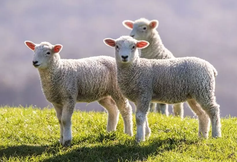 Aamiaismajoitus (B&B) Cabot Lodge