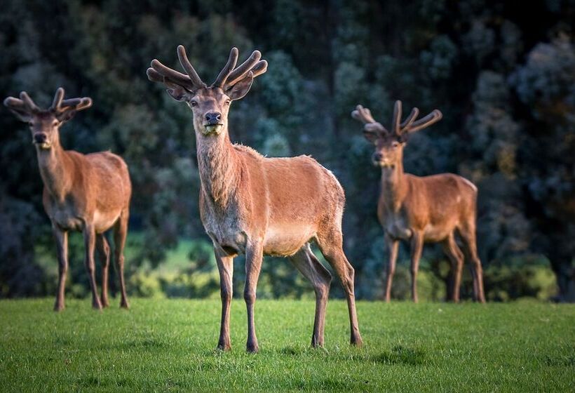 צימר Cabot Lodge
