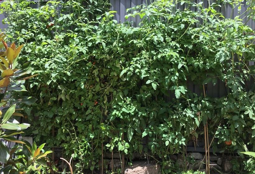 Darlinghurst Cottage