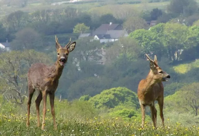 Holsworthy Holiday Cottages