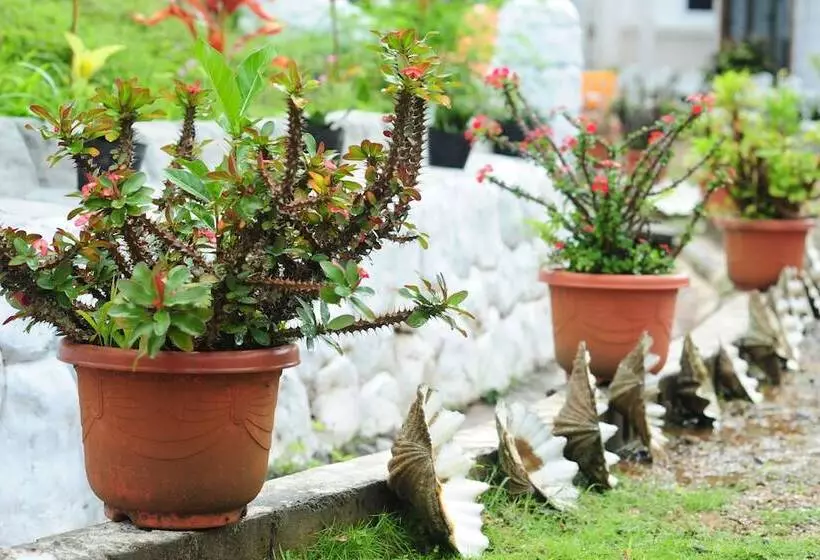 Shell Villa Apartel Resort