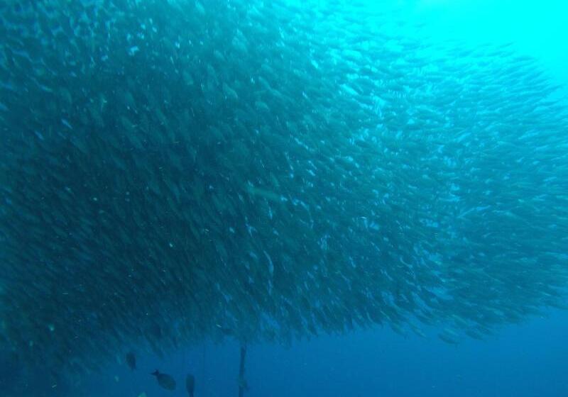 Otel Westcoast Guest House