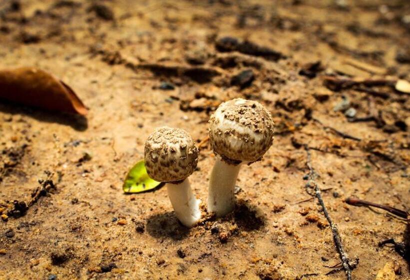 Resort Sangthain Hills