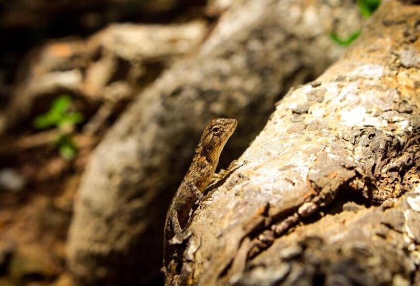 Resort Sangthain Hills