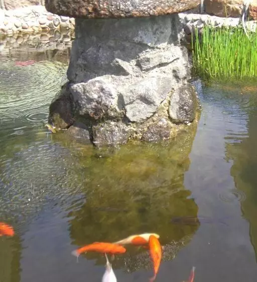 پانسیون Vila Florena Garden