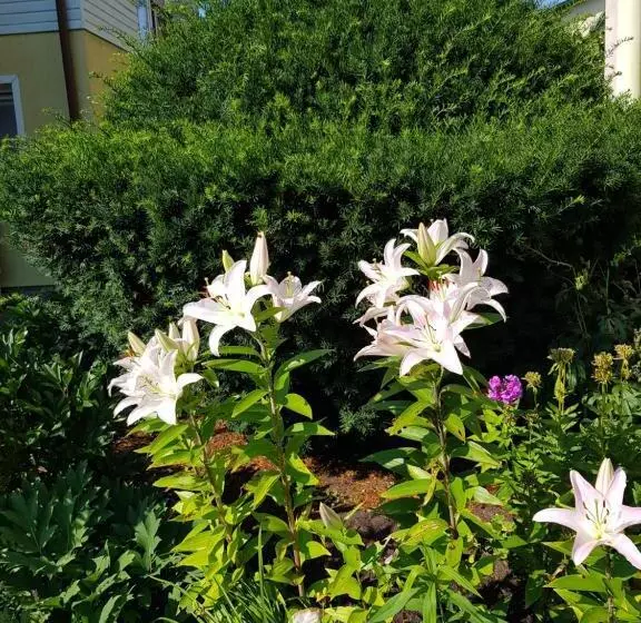 پانسیون Vila Florena Garden