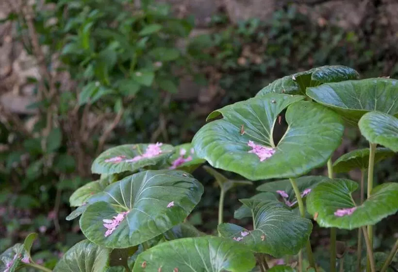 Retkeilymaja Casa Das Obras