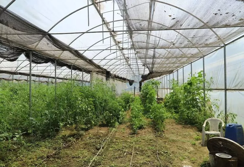 ホテル Filyos Ecopark