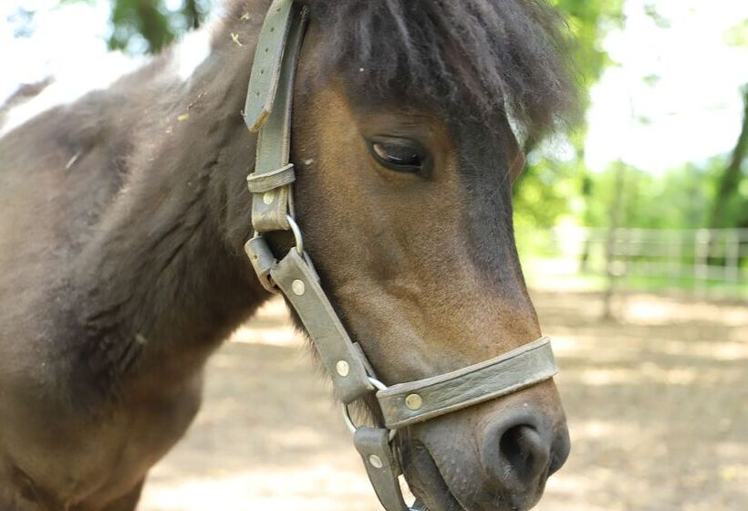 酒店 Filyos Ecopark