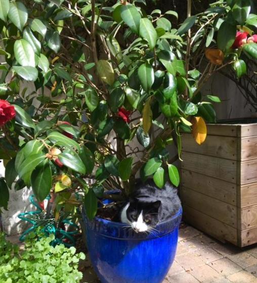 פנסיון La Maison Du Palmier