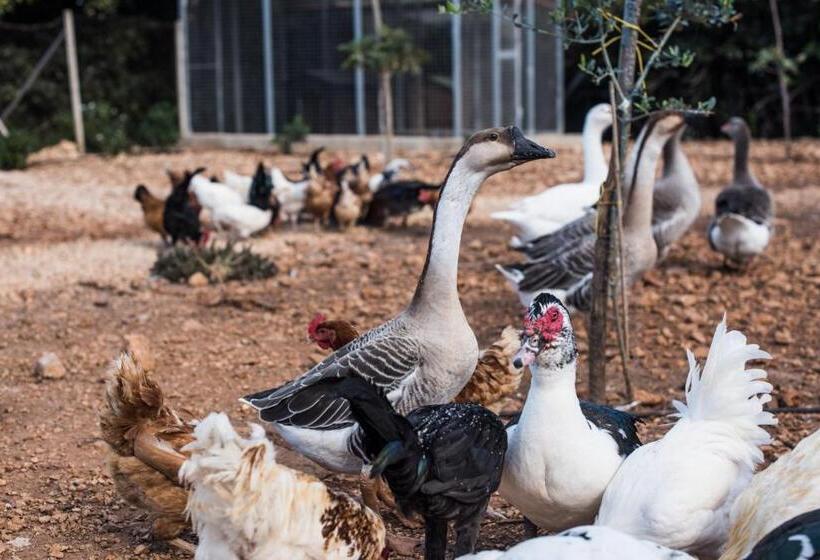 בית מלון כפרי Azienda Agrituristica Tenuta Pizzolungo