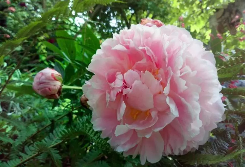 Aamiaismajoitus (B&B) Au Chat Ronfleur