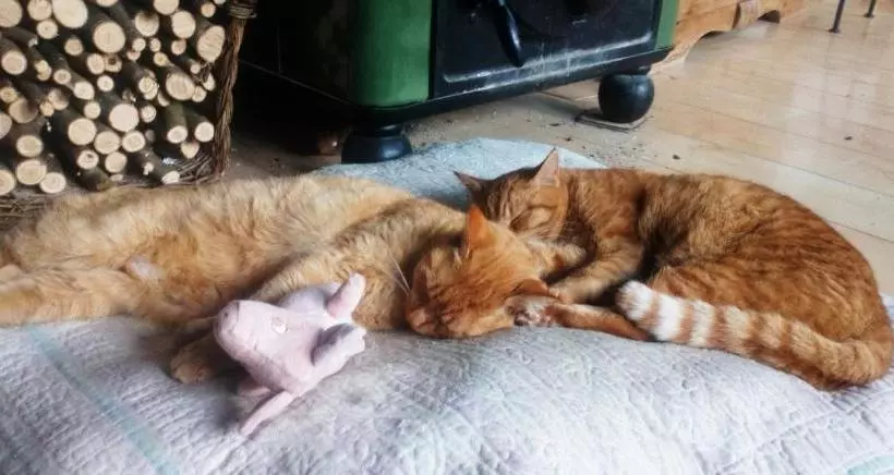 Aamiaismajoitus (B&B) Au Chat Ronfleur