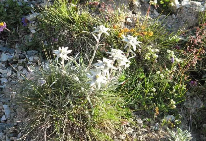 ユースホステル Mont Fort Swiss Lodge