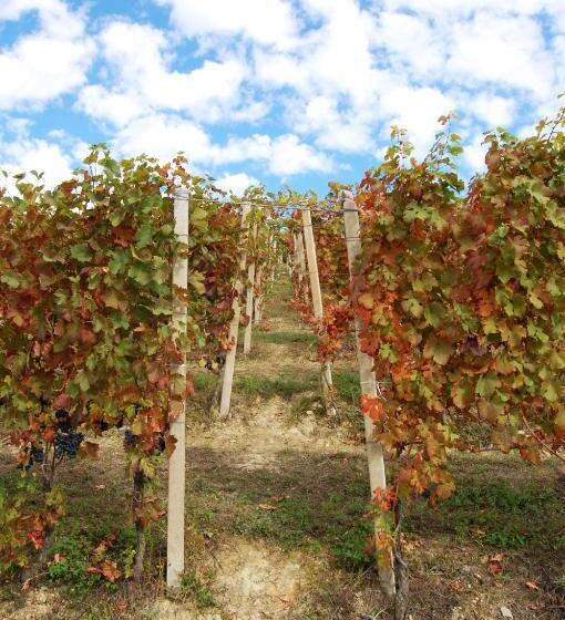 ホテル Agriturismo 'd Rainè