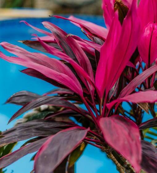 פנסיון Pousada Vila Da Praia