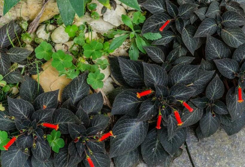 פנסיון Pousada Vila Da Praia