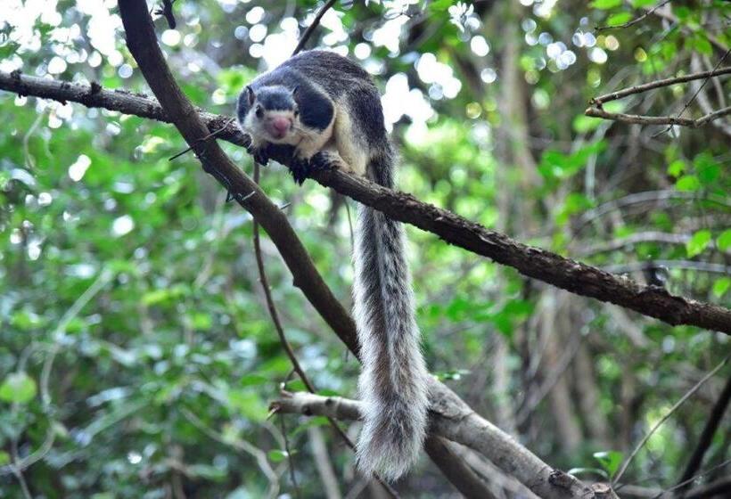 Akein Jungle Resort Sigiriya