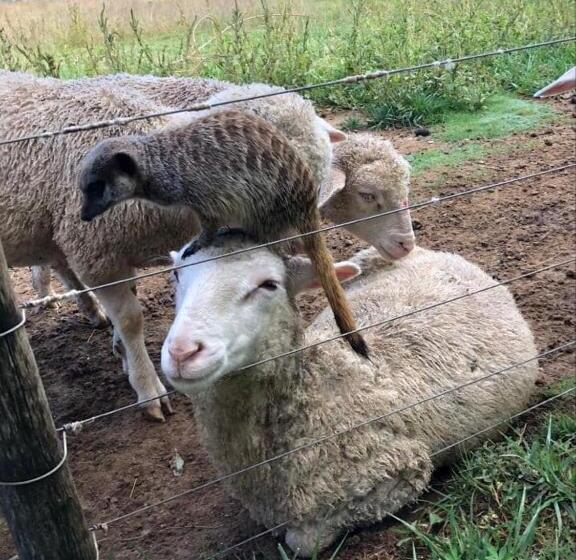 Отель New Holme Nature Lodge