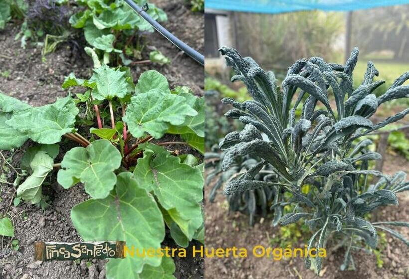 هاستل Finca San Pedro Alojamiento Campestre Y Reserva Natural