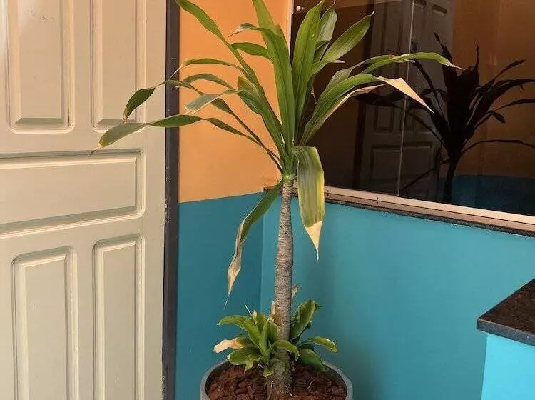 ペンション Pousada Ferreira