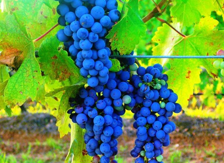 بنسيون Red Door Collective   Rdc Vineyard Estate, Luxury Adult Only Stay