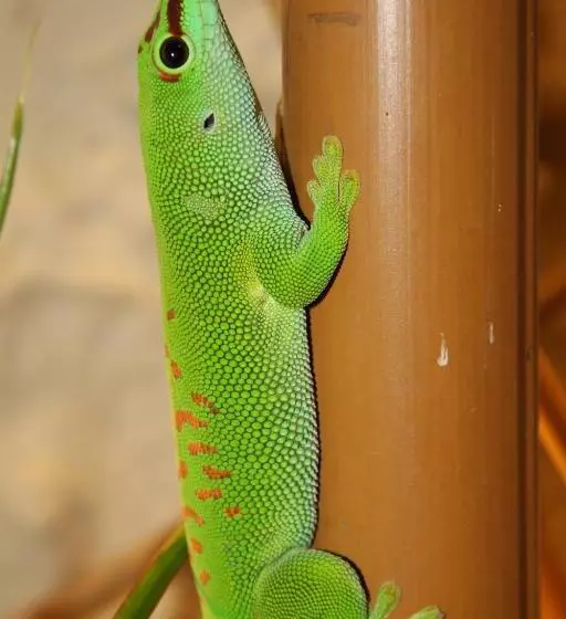 Aparthotel Tropenhaus Bansin