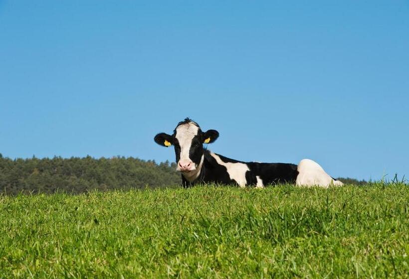 酒店 Unterpfaffstall Hof