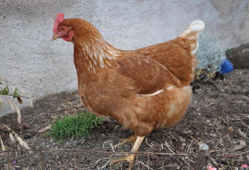 酒店 Unterpfaffstall Hof