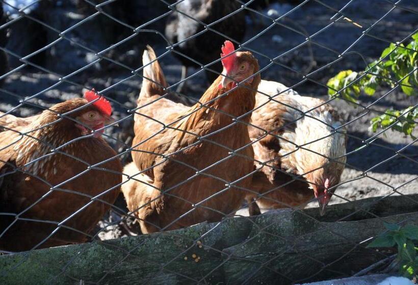 酒店 Unterpfaffstall Hof