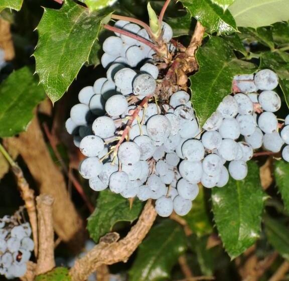 پانسیون Oaza Inn